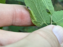 Phyllonorycter celtisella