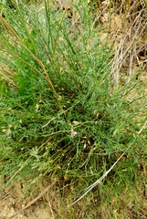 Astragalus tenuifolius