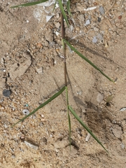 Eriochloa procera
