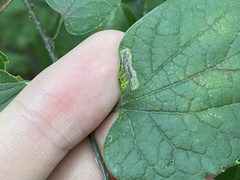 Phyllonorycter celtisella