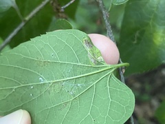 Phyllonorycter celtisella