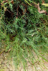 Astragalus tenuifolius