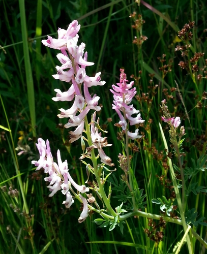 Corydalis caseana ssp. caseana