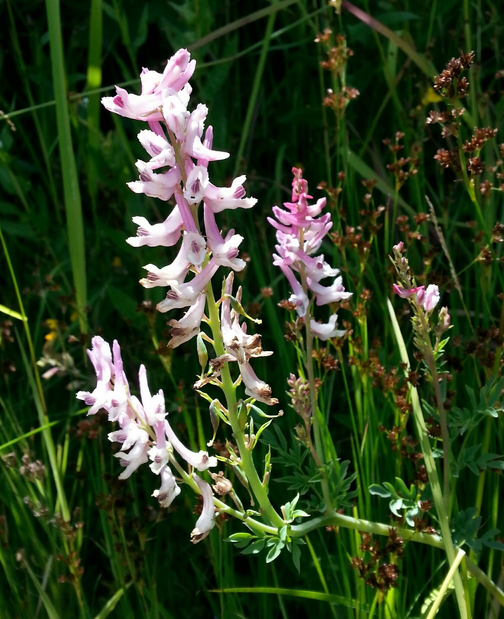 Corydalis caseana ssp. caseana
