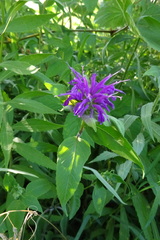 Monarda × medioides