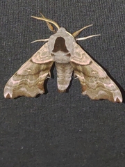 Smerinthus caecus