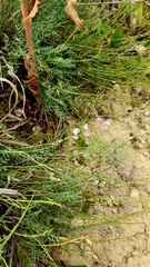Astragalus tenuifolius