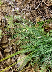 Astragalus tenuifolius