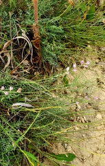 Astragalus tenuifolius