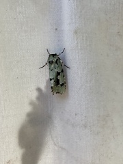 Emarginea percara