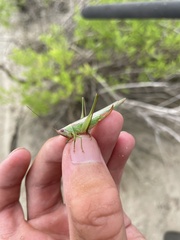 Orchelimum concinnum