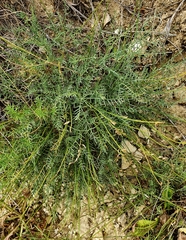 Astragalus tenuifolius