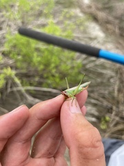 Orchelimum concinnum