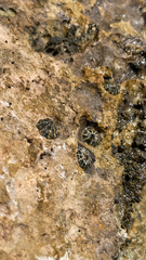 Siphonaria normalis