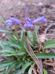 Penstemon gracilentus