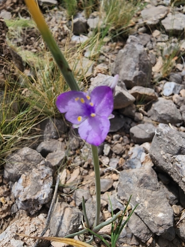 Tradescantia wrightii