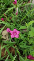 Spigelia scabrella