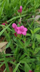 Spigelia scabrella