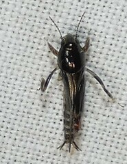 Neotridactylus