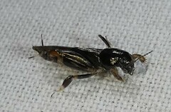 Neotridactylus