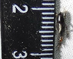 Neotridactylus