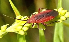 Lopidea instabilis
