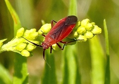 Lopidea instabilis