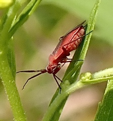 Lopidea instabilis
