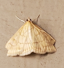 Hahncappsia pergilvalis