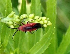 Lopidea instabilis