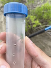 Conocephalus spartinae