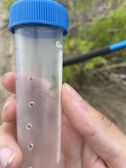 Conocephalus spartinae