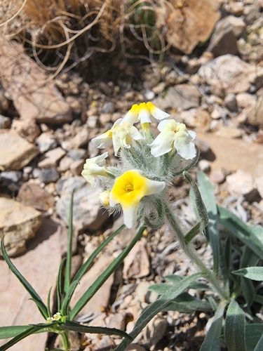 Payson's Cryptantha (Oreocarya paysonii)