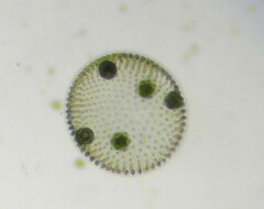 Volvocales