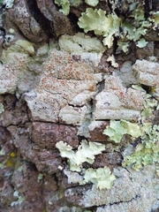 Haematomma persoonii