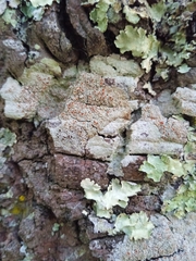 Haematomma persoonii