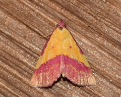 Phytometra rhodarialis