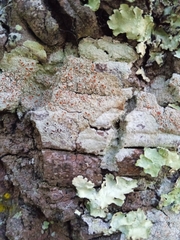 Haematomma persoonii