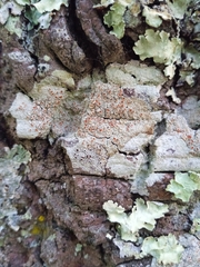 Haematomma persoonii