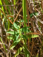 Lysimachia fortunei