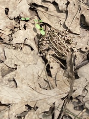 Lithobates pipiens