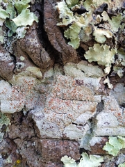 Haematomma persoonii