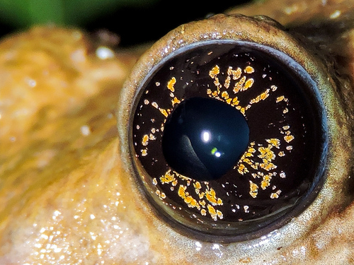 Veined Tree Frog