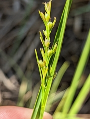 Scleria biflora
