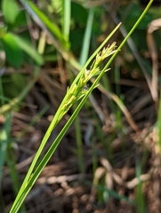Scleria biflora