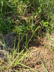 Scleria biflora