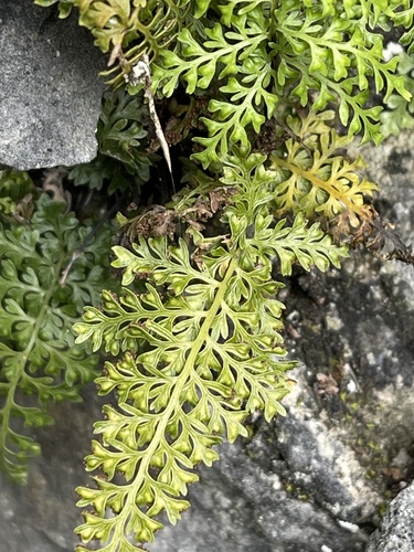 Asplenium pulcherrimum, 2022-05-03