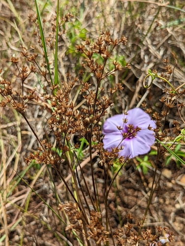 Juncus wallichianus iNat (2)