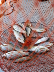 Osteochilus microcephalus