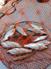 Osteochilus microcephalus